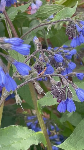 Beautiful hairy footed flower bees enjoying the blue comfrey. The female hairy-footed flower bee is black and furry, and resembles a small bumble bee. The males are rusty-brown and have long, orange hairs on their middle legs and feet. | Big Bug Hunt
