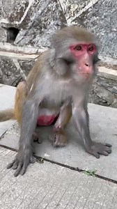 5.4K views · 58 reactions | Adorable Monkey Moments #MonkeyFamily #WildlifePhotography #AnimalFamily #PrimateLife #JungleLife #AnimalBehavior | Sun | Facebook