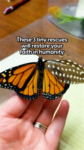 772K views · 10K reactions | These rescues are proof that every life counts ❤️ Follow Chelsea on Instagram: thedo.do/chel_sea_shell Nemo-Bucky & Dahlia on TikTok: thedo.do/flosferox, & Tala on Instagram: thedo.do/talalovesyouIG. | The Dodo | Facebook