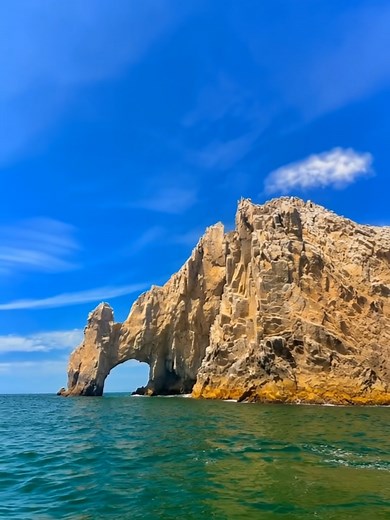 Ocean's Stone Secrets: Petrified Creatures Revealed