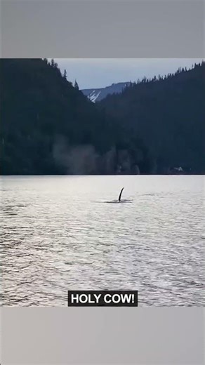 Otter Takes On an Orca (PART 1)