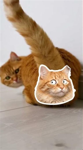 Cat Deploys a Gas Attack on the Mouse Door #cat #cats #fun #shorts