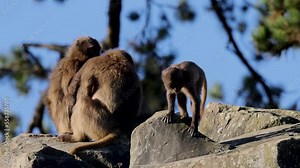 A distinctive feature of geladas (Theropithecus gelada) is the hairless patch on the chest. In males, it is hourglass-shaped and glows red.