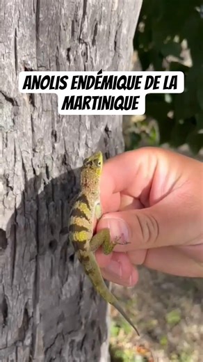 anolis de la Martinique 🇲🇶 localité du sud