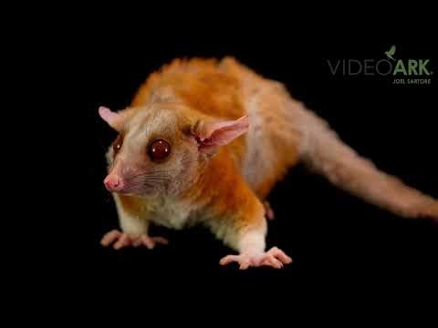 A Derby’s woolly opossum (Caluromys derbianus) at Wildlife World Zoo, Aquarium and Safari Park.