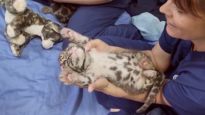 10K views · 790 reactions | Happy #NationalNappingDay from a few napping experts!  | Point Defiance Zoo & Aquarium | Facebook