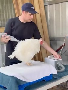 Perth Royal Show on Reels