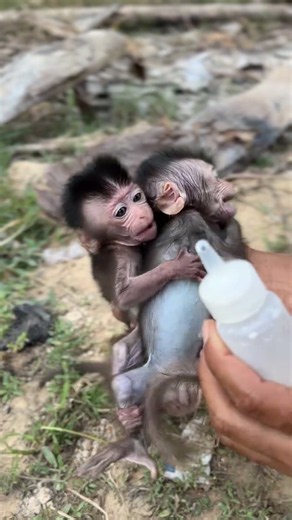 2025 01 30 19 44 IMG 6933 #adorably #babymonkey #adoreble #animals #cute #monkey