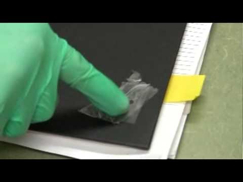 Cantharidin Application - New