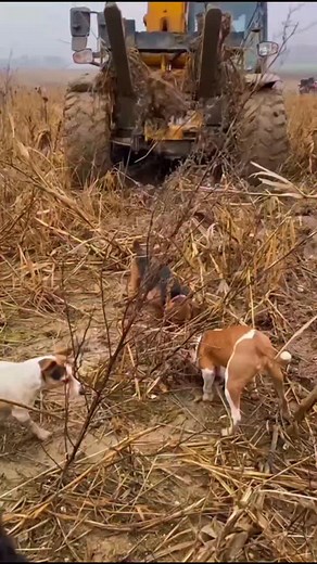 Here is the plummer terrier from my last post owned by @gummidge100 on instagram please watch some of he's videos of hes plummer in action 👌 https://www.instagram.com/gummidge100?igsh=MWFkZmh4cWhjOWFrNA== #plummerterrier #patterdaleterrier #rattingwithterriers #rattingdog #ratting #pestcontrol #Essex #kent #london #workingdog #terrier #redratassassin | Billy Burroughs