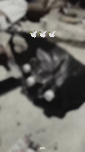 185K views · 1K reactions | Mare gas ne asnye ajak minum adi kene tepuk unduke pak Kadek Karia Kariasa, astungkare surga tempat mu️️️ #SurgaTempatMu | Putu Channel | Facebook