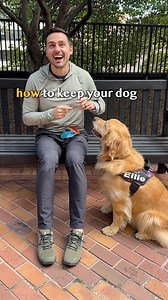 This is one of our favorite tutorials that we use nearly daily! Under provides your dog a safe and comfortable place while in public. #goldenretrieverlife #dog #tbt #tutorial #dogtraining #puppy #smile #bffs | Ellie Golden Life
