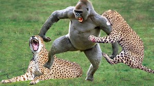 612K views · 5.4K reactions | Mother Leopard Save Her Baby Fail and Hunt Eagle To Revenge - Eagle Catch Cubs While Mom Hunt Impala | Nature Wild Animals | Facebook