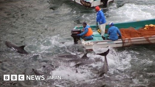 太地町で「イルカ追い込み漁」解禁　 「極めて残酷」と環境団体 - BBCニュース