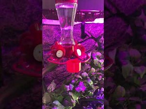 Hornworm breeding begins