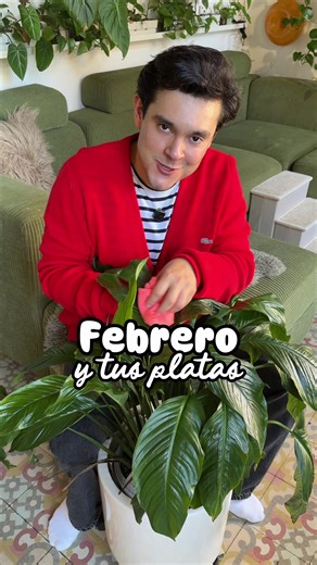 🌱✨ Reinas en febrero no se hacen locuras con las plantas, se hace mantenimiento y preparación 😱💕. Febrero no es un mes para volverte loca con tus plantas, es para afinarlas. En esta época las plantas de interior siguen lentas, así que lo más inteligente es limpiar bien las hojas (menos polvo = menos plagas), regar solo cuando el sustrato está completamente seco y empezar a podar lo que ya no tiene sentido mantener 🌿. Es ahora cuando reviso la luz real que entra en casa, porque cambia con los
