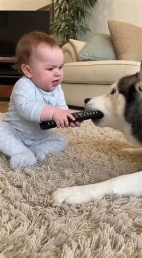 Remote Control Showdown: Baby vs Husky 😂📺🐶 #FunnyBaby #HuskyLife #HomeMoments | Boo Baa
