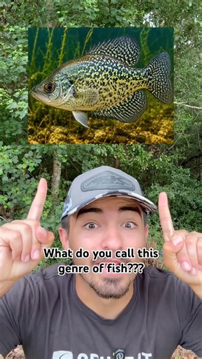 Whatcha got??? And how do these fish taste??? #fishing #outdoors #crappiefishing #southernlife