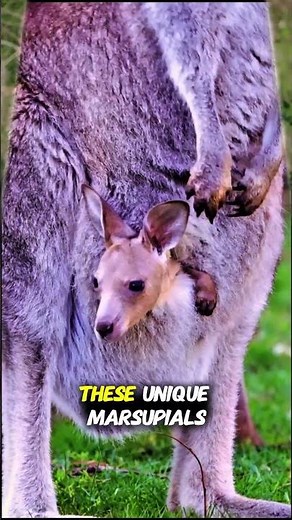 Kangaroos in Europe Zoos and Wildlife Parks | 4K Documentary