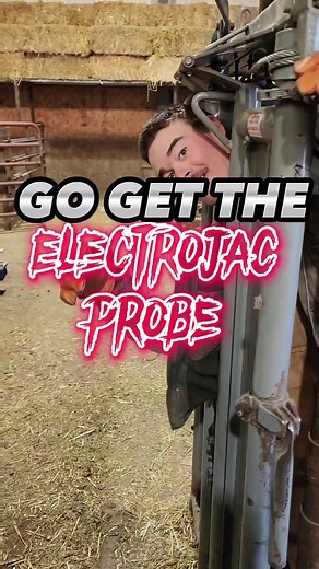 California Cattle Ranching Experiment: Bull Electrojac Probe Testing