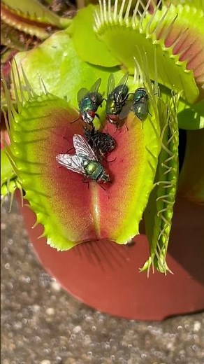 How many flies did the Venus flytrap catch? Bug eating plant multi catch #shorts