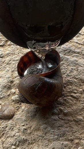 Making Snail Shell from Scrap Aluminum 🐌 #recycling #art #shorts