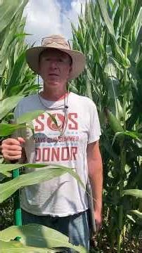 First Year Conventional Hybrids are Showing Promise