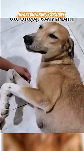 Compilation💔of Dogs🐕Crying After Being Left by Their Best Friends 😢
