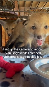 Your favorite foul-mouthed baby fox has opinions about seeing another fox’s cage cleaned. | For Fox Sake Wildlife Rescue