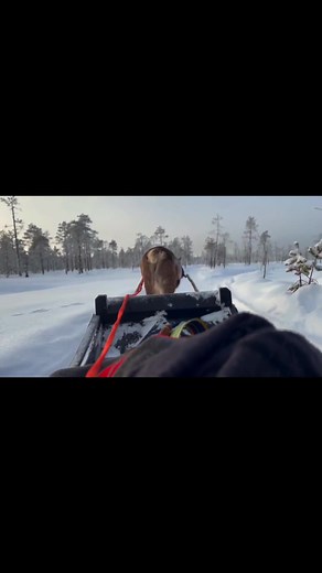 This is how Lapland is meant to be experienced ✨ Private reindeer safaris and other magical Arctic moments — slow, personal, unforgettable. Not a tour. An experience. #ReindeerSafari #LaplandExperience #PrivateArctic #AuthenticLapland #VisitLapland