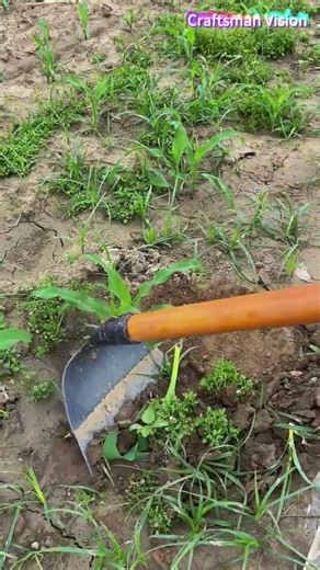 Safeguarding the normal growth of corn: Removing chickweed in cornfields
