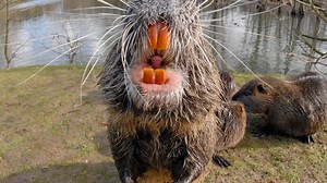 California hit by invasion of 'alien' swamp rats that weigh same as dog