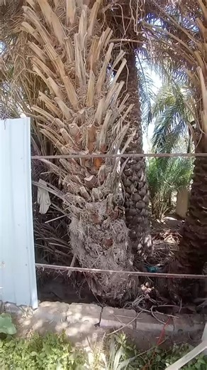 ‎اهوازي للنخيل 90913680 🇰🇼 دولة الكويت 🇰🇼‎ on Instagram‎: "اهوازي للنخيل 🇰🇼 دولة الكويت 🇰🇼 تنظيف وتكريب النخيل صيانة النخيل نقل النخيل تدليه وتكيس النخيل ازالة النخيل بيع وشراء النخيل رش دواء الاحميرا والعنكبوت شيل وزراعة النخيل عامل لنخيل 90913680 ‏🇰🇼🇰🇼🇰🇼🇰🇼🇰🇼 #اهوازي_للنخيل #مشاتل #مشتل #الري #نخيل #نخل #تنظيف #تكريب #تسميد #صيانه #النخيل #نقل_النخيل #واشنطونيا #نخيل_زينه #شجر #سماد #تراب #برحي #ابريم #ام_الدهن #يوزي #جوزي #خنيزي #قعيدي #تنزيل_العثوق #قص_العثوق #اكسبلور #ترند