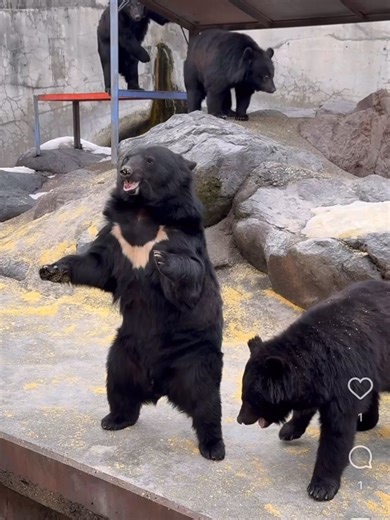 岐阜・高山に行ったら絶対やってほしい「クマの餌やり体験」！🐻🍒 手を振ったり、ポーズを決めたり、 個性豊かなクマたちが全力でお迎えしてくれます✨ 子供も大人も夢中になれる、最高に癒やされるスポットでした！ #岐阜旅行 #高山観光 #奥飛騨 #クマ牧場 #餌やり体験 #家族旅行 #デートスポット #動物のいる暮らし #旅行記録 #おすすめスポット #岐阜県 #高山市 #岐阜 #奥飛騨温泉郷 #温泉 #岐阜県中部山岳国立公園活性化推進協議会 #飛騨高山大学連携センター #飛騨高山わいわい企画サークル