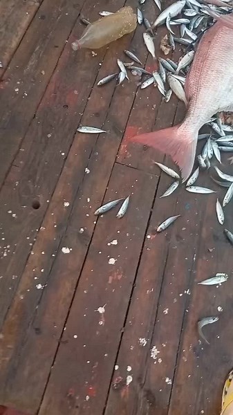 Red Snapper Fishing: A Close Encounter with Ocean Life