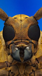 14K views · 352 reactions | Doing insect portrait photography is much harder than real life model, unless the insect is d3ad  No more thrill and less enjoyed (just in my pov) #macro_dix #reelsvideoシ #fypシ゚ #akdiffuser #godoxlighting #naturebeauty #omsystem #macro #nature | Dix Balino | Facebook