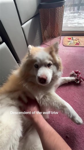 Understanding Chow Chows and Huskies: Dog Breeds Explained