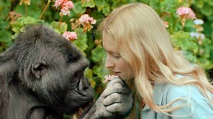 17K views · 183 reactions | A look back at the life of Koko, the...