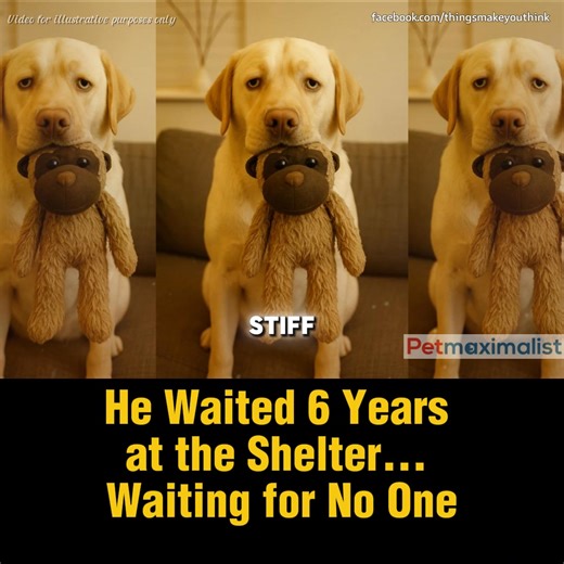 The Dog with the Monkey Toy | Things That Make You Think