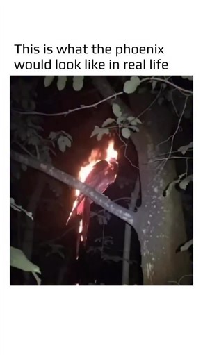 @earthspctr on Instagram: "This is what the phoenix would look like in real life. But where did this legendary bird come from? The story of the phoenix dates back thousands of years. Its earliest roots come from ancient Egypt, where a sacred bird called Bennu was associated with the Sun, creation, and rebirth. Later, Greek mythology transformed this image into the phoenix – a magnificent bird that lives for centuries, burns in its own fire, and rises again from the ashes. Across cultures, the ph