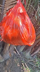 10K views · 40 reactions | Beginilah hasilnya meninggalkan umpan 1 hari di spot biawak baru #berburu #biawak #lizard | Jamaludin Kemal | Facebook