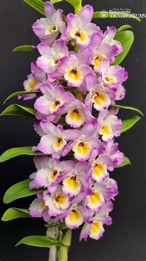 Flowering of selected Dendrobium hybrids under evaluation – 84-2019 #Shorts