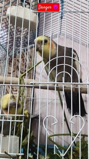 #cockatiel #viral #birds #sorts