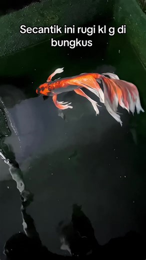 Beautiful Butterfly Koi and Goldfish Care Tips