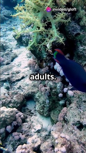 Why Are Parrotfish So Colorful? The Science Behind Their Bright Colors! #Parrotfish #ColorScience