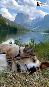 When they're snuggling in the car on the way home 😍 | The Dodo
