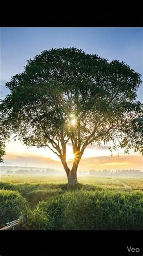 Sensor view🌳🏜️ #1 million views