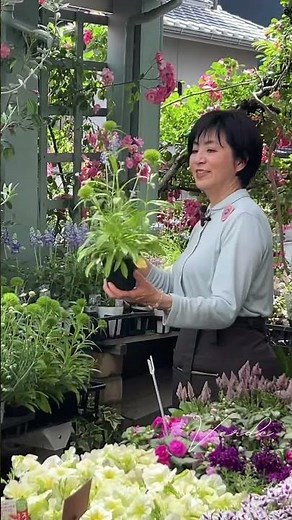 初夏の寄せ植えギャザリング 紫陽花やペチュニア #ガーデニング #ギャザリング #flowers #グリーンオフィスベルデ