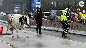 Oregon interstate closes as cows disrupt traffic