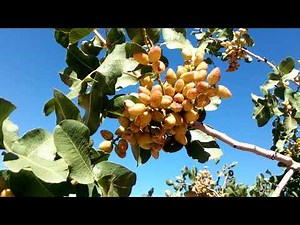 De la pistache a gogo. Du savoir faire,de la patience,des sous,une bonne génétique.